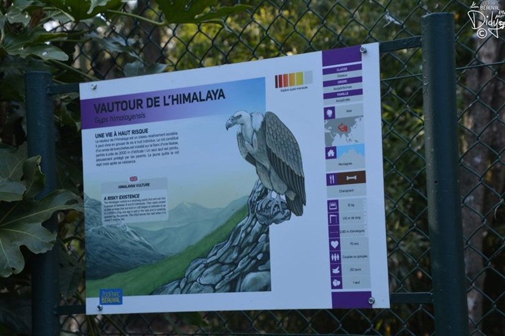 monde du vivant vautour de himalaya