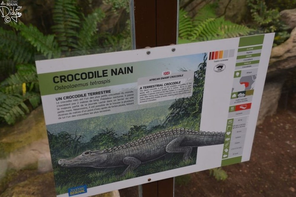 monde du vivant crocodile nain
