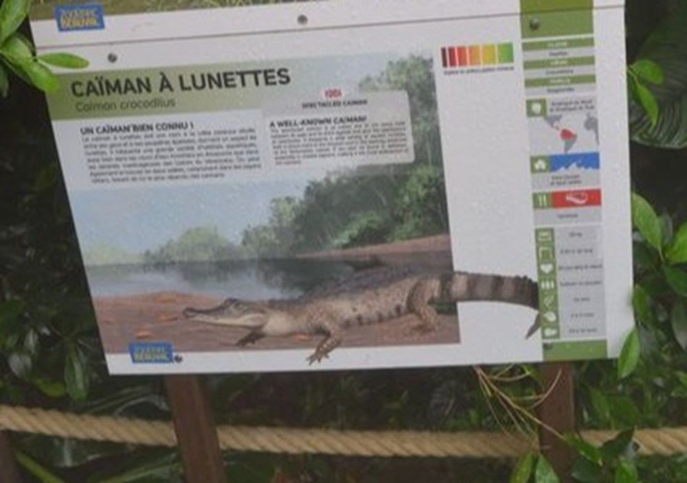 monde du vivant caiman a lunettes