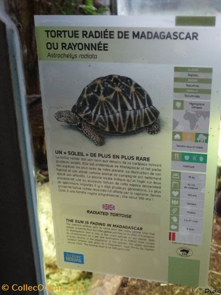 monde du vivant tortue radiee de madagascar ou rayonnee