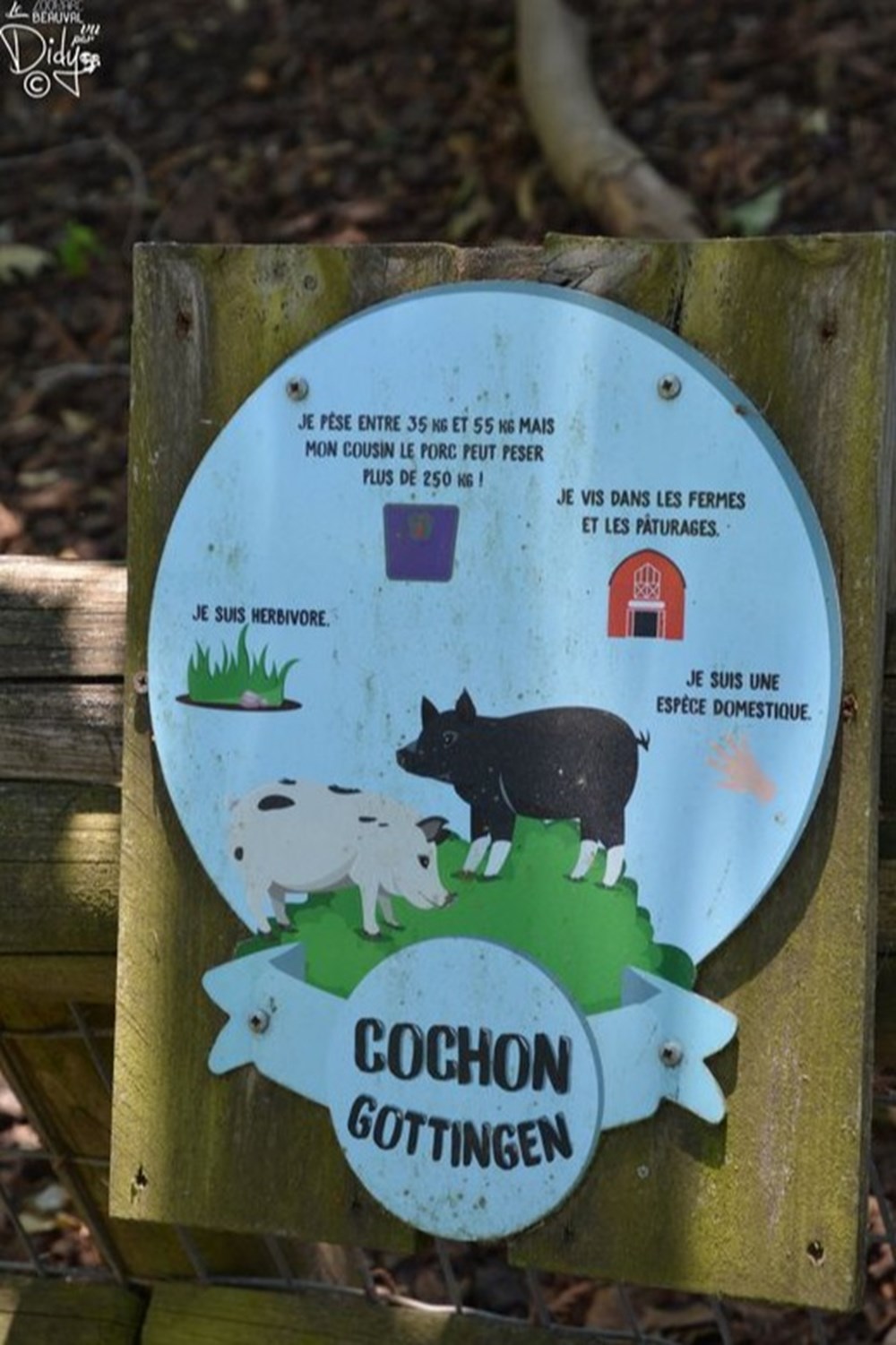 monde du vivant cochon gottingen