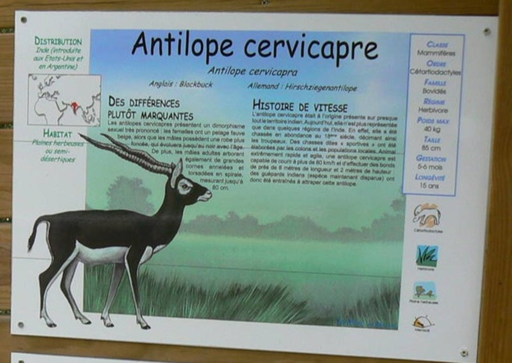 monde du vivant antilope cervicapre