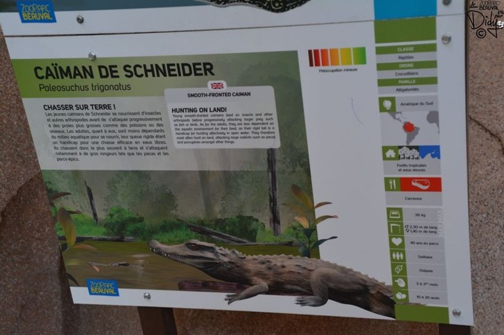monde du vivant caiman de schneider