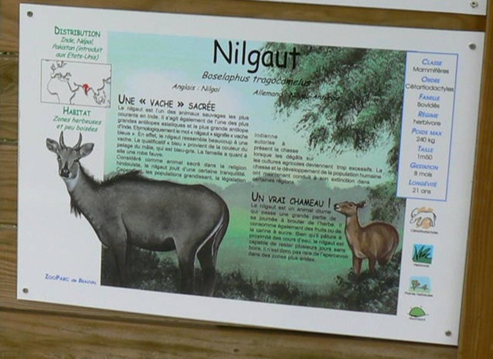 monde du vivant nilgaut