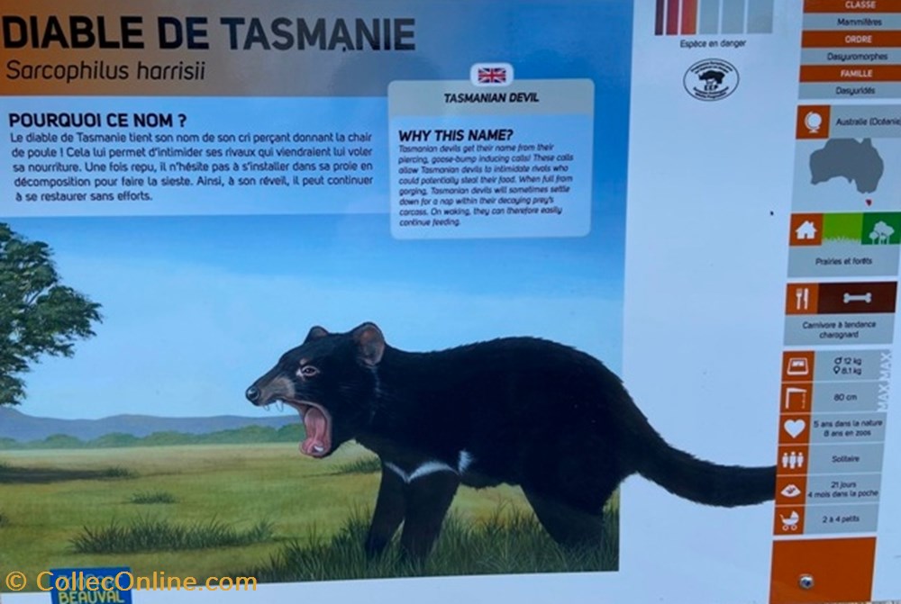monde du vivant diable de tasmanie