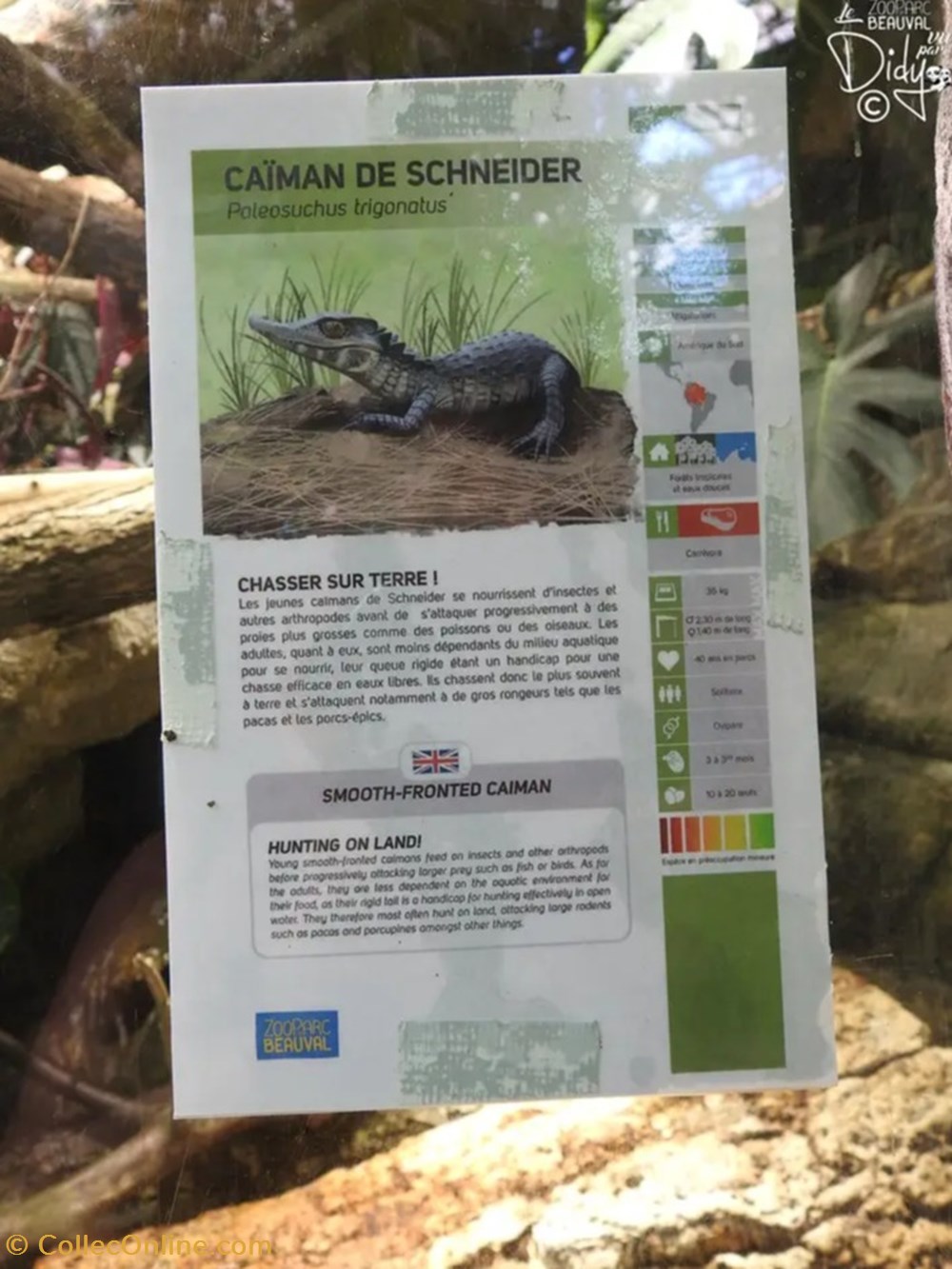 monde du vivant caiman de schneider