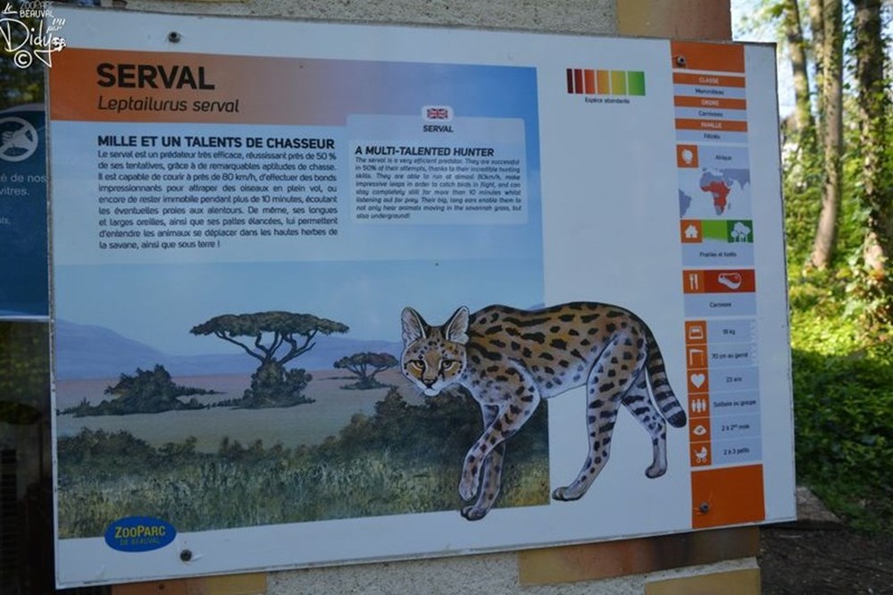 monde du vivant serval