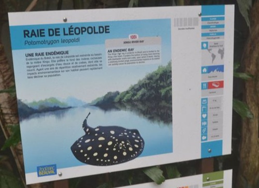 monde du vivant raie de leopolde