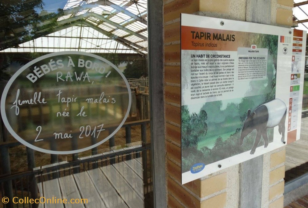 monde du vivant tapir malais