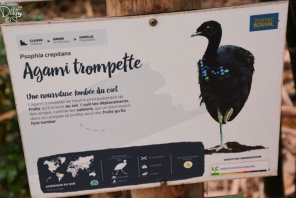 monde du vivant agami trompette