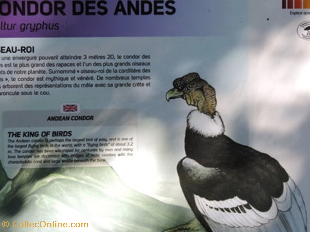 monde du vivant condor des andes