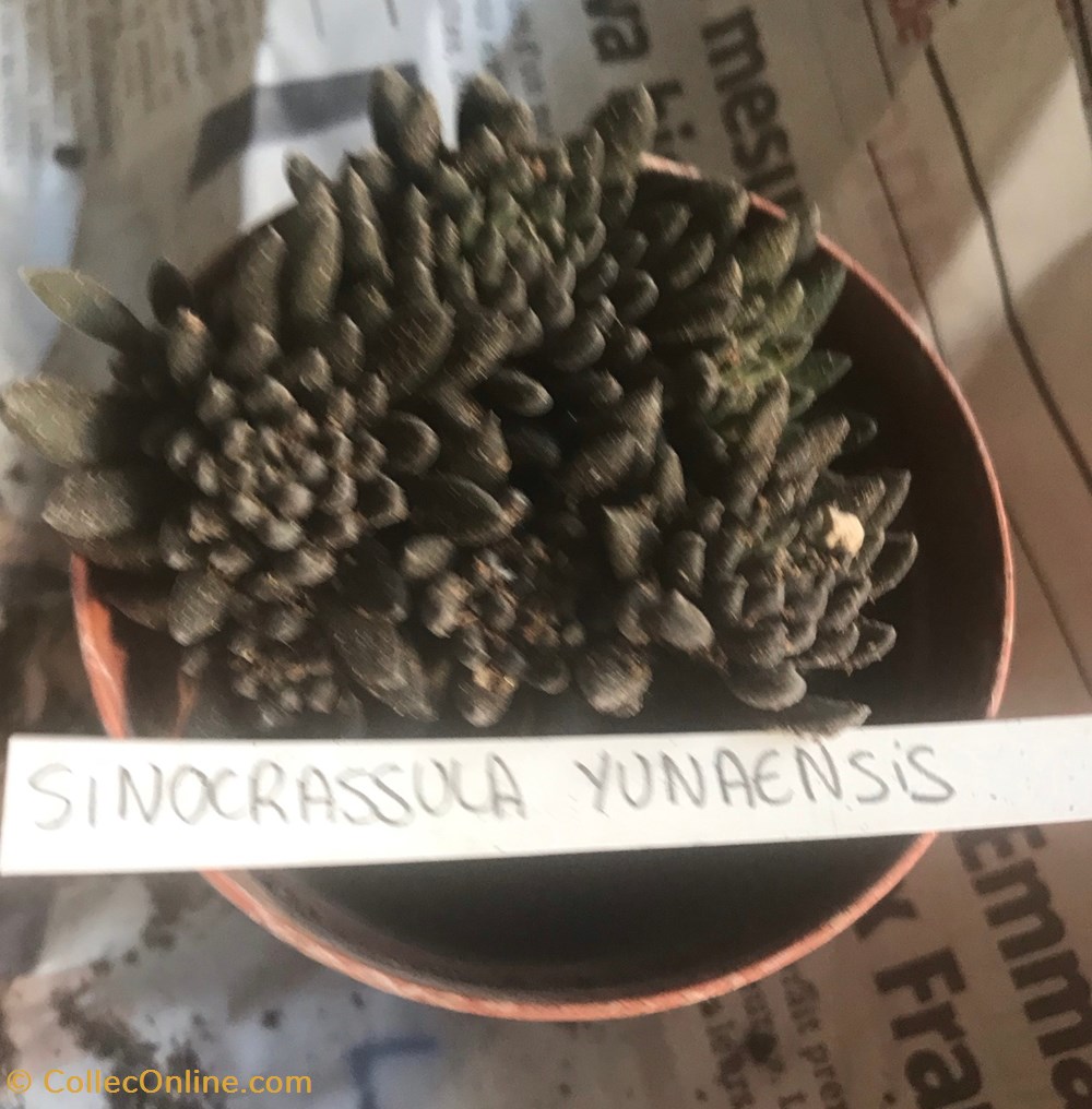 Sinocrassula yunannensis (jade chinois) monde du vivant plantes cactus et succulentes sinocrassula yunannensis jade chinois
