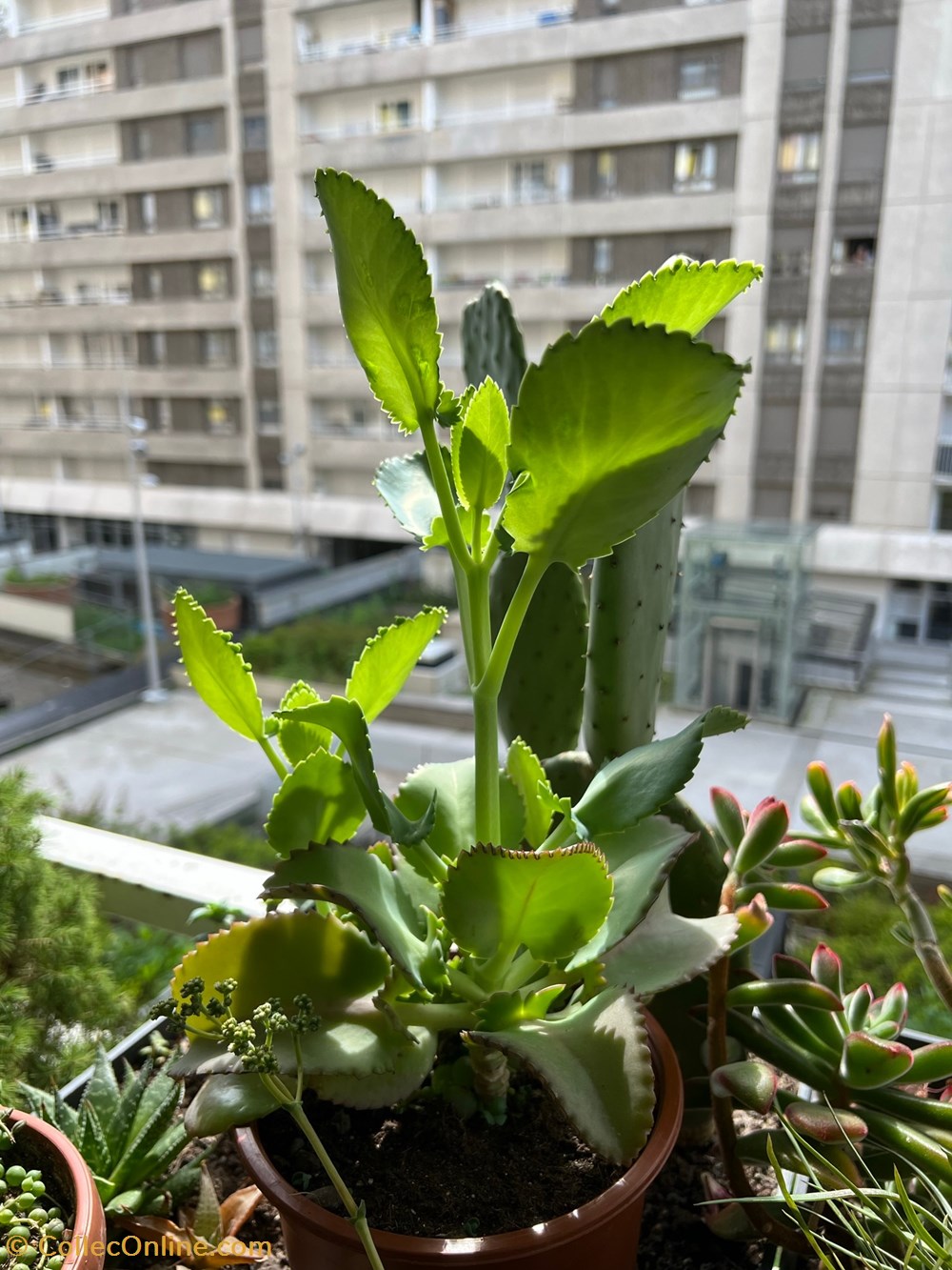 Kalanchoe laetivirens monde du vivant plantes cactus succulentes kalanchoe laetivirens