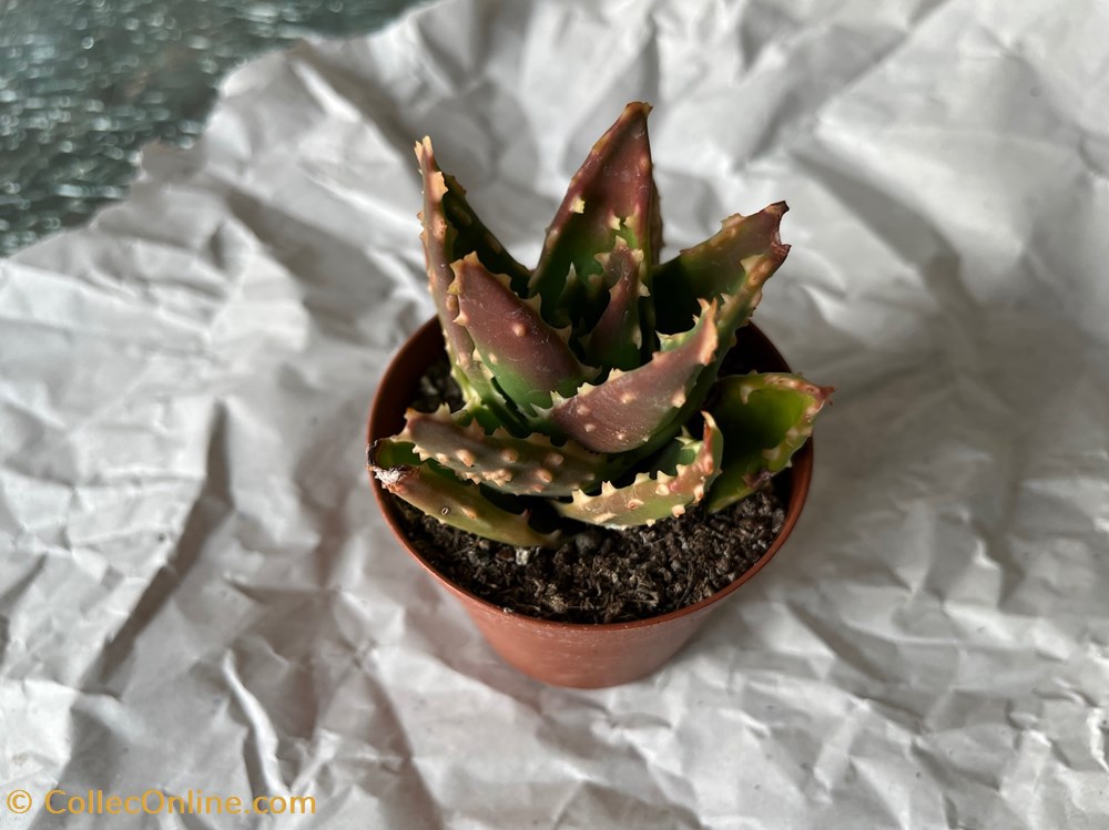 monde du vivant plantes cactus et succulentes aloe brevifolia