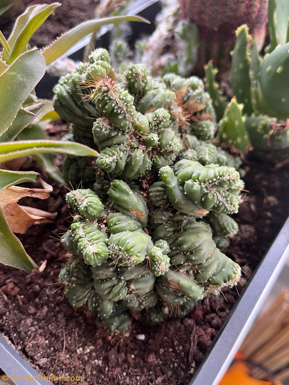 Cereus peruvianus cristata monde du vivant plantes cactus et succulentes cereus peruvianus cristata