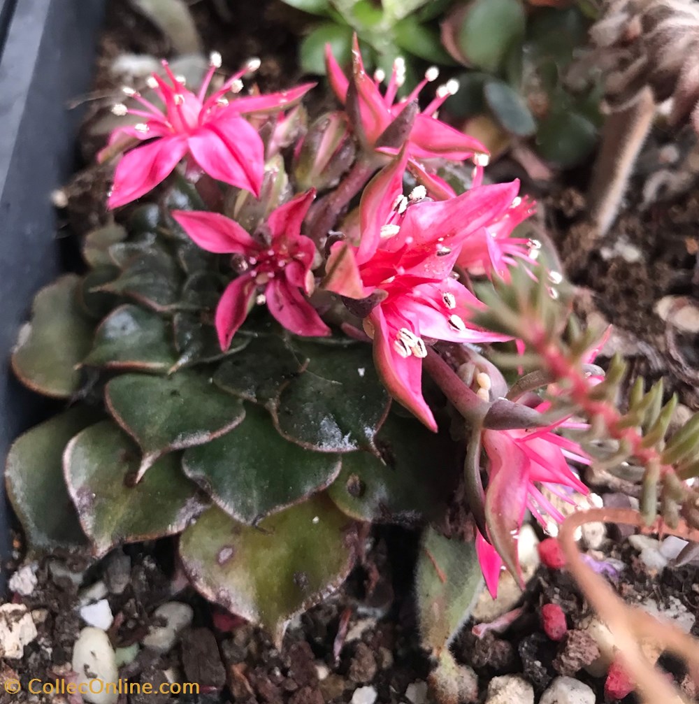 monde du vivant plantes cactus succulentes graptopetalum bellum