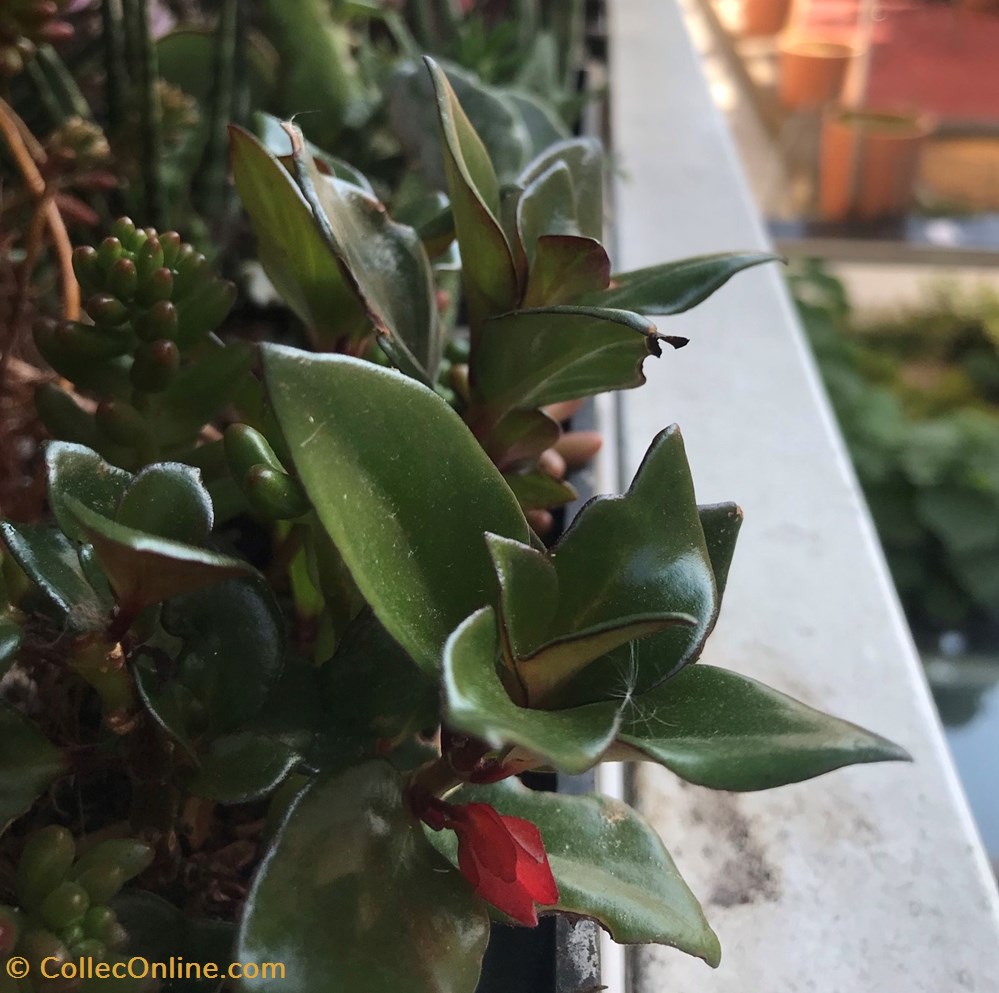 Nematanthus gregarius monde du vivant plantes cactus et succulentes nematanthus gregarius