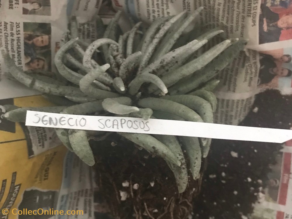 Senecio Scaposus monde du vivant plantes cactus et succulentes senecio scaposus