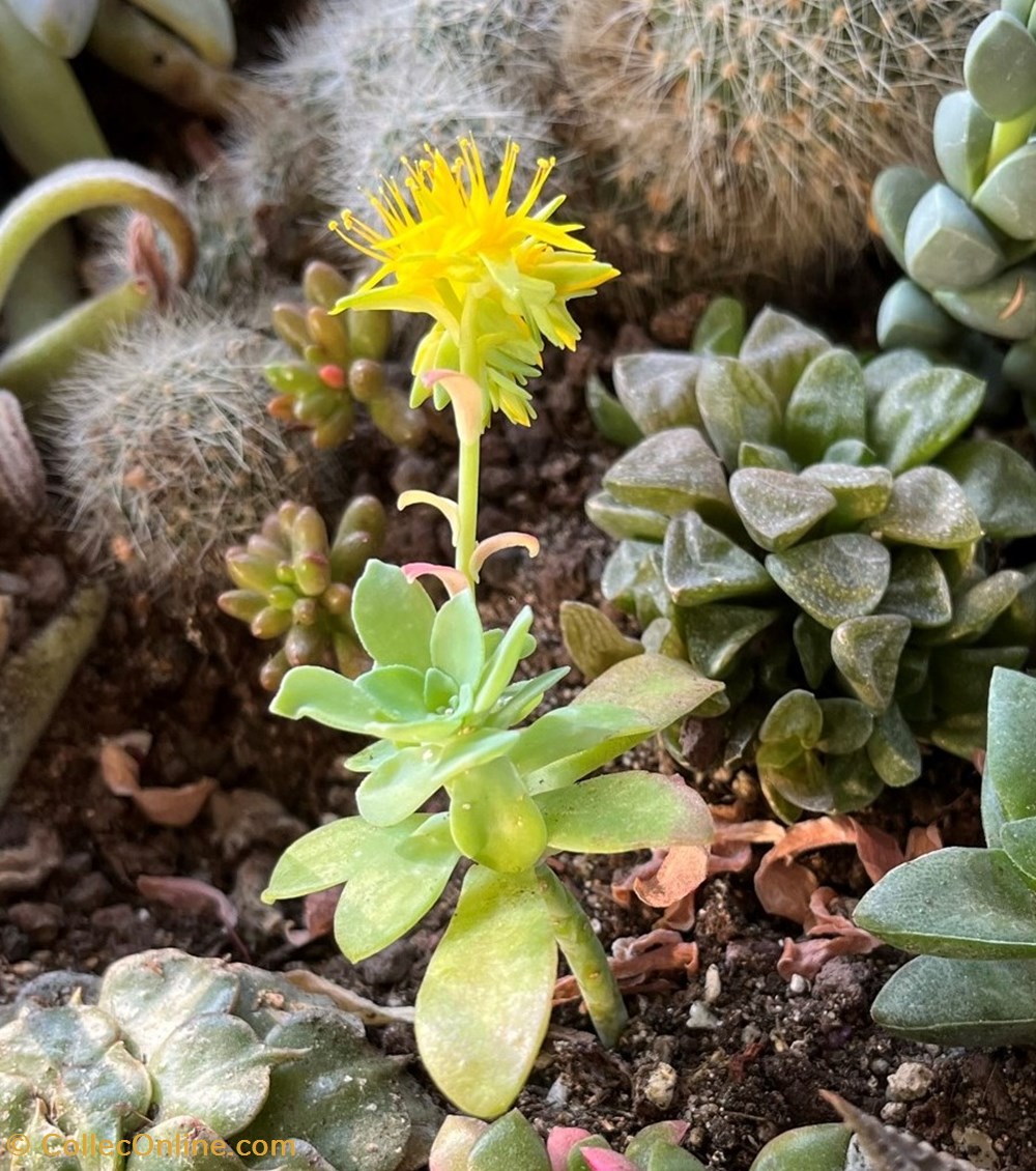 Sedum palmeri monde vivant plantes cactus et succulentes sedum palmeri