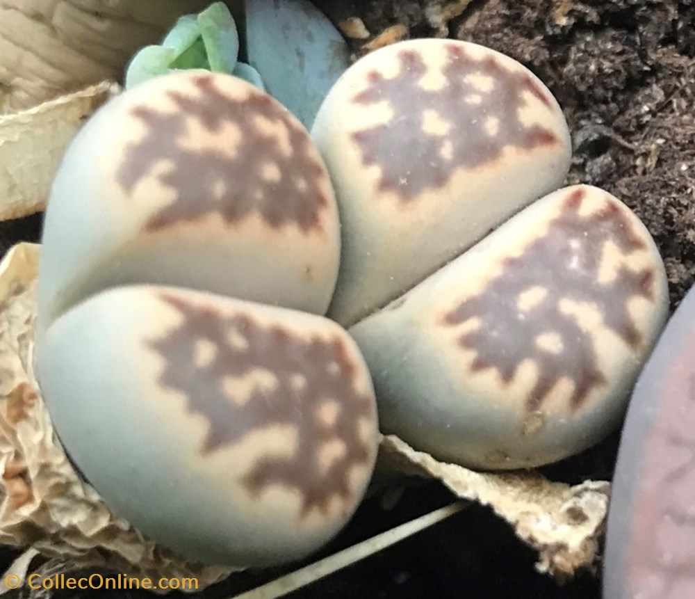 Lithops Julii 'Kikusiyo Giyoku' monde du vivant plantes cactus et succulentes lithops julii kikusiyo giyoku
