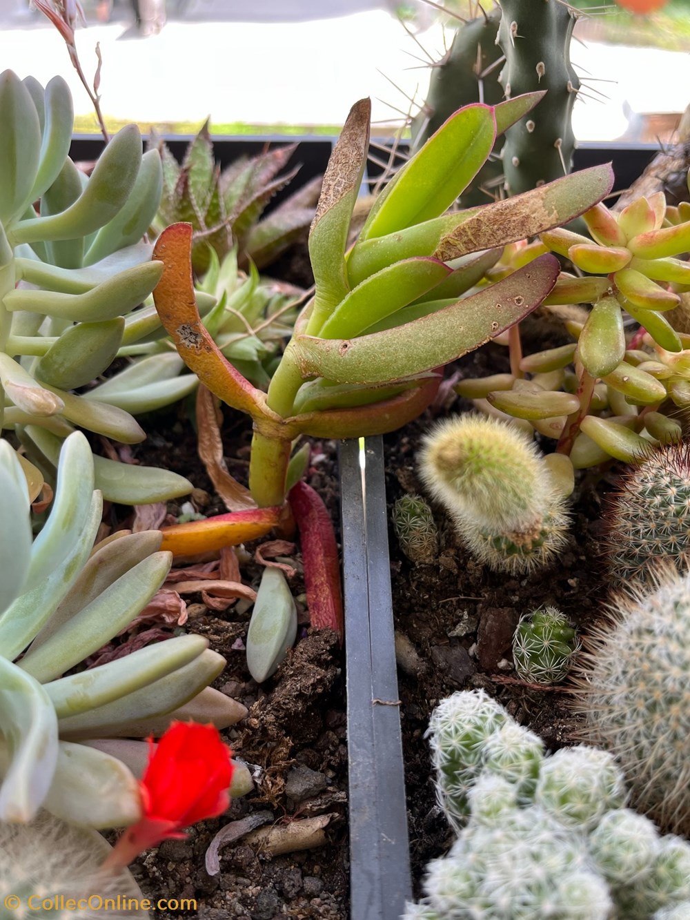 Carpobrotus ou Griffe, Croc, Doigt de sorcière, Ficoïde comestible, Figue marine, Figuier Hottentots monde du vivant plantes cactus et succulentes carpobrotus ou griffe croc doigt de sorciere ficoide comestible figue marine figuier hottentots