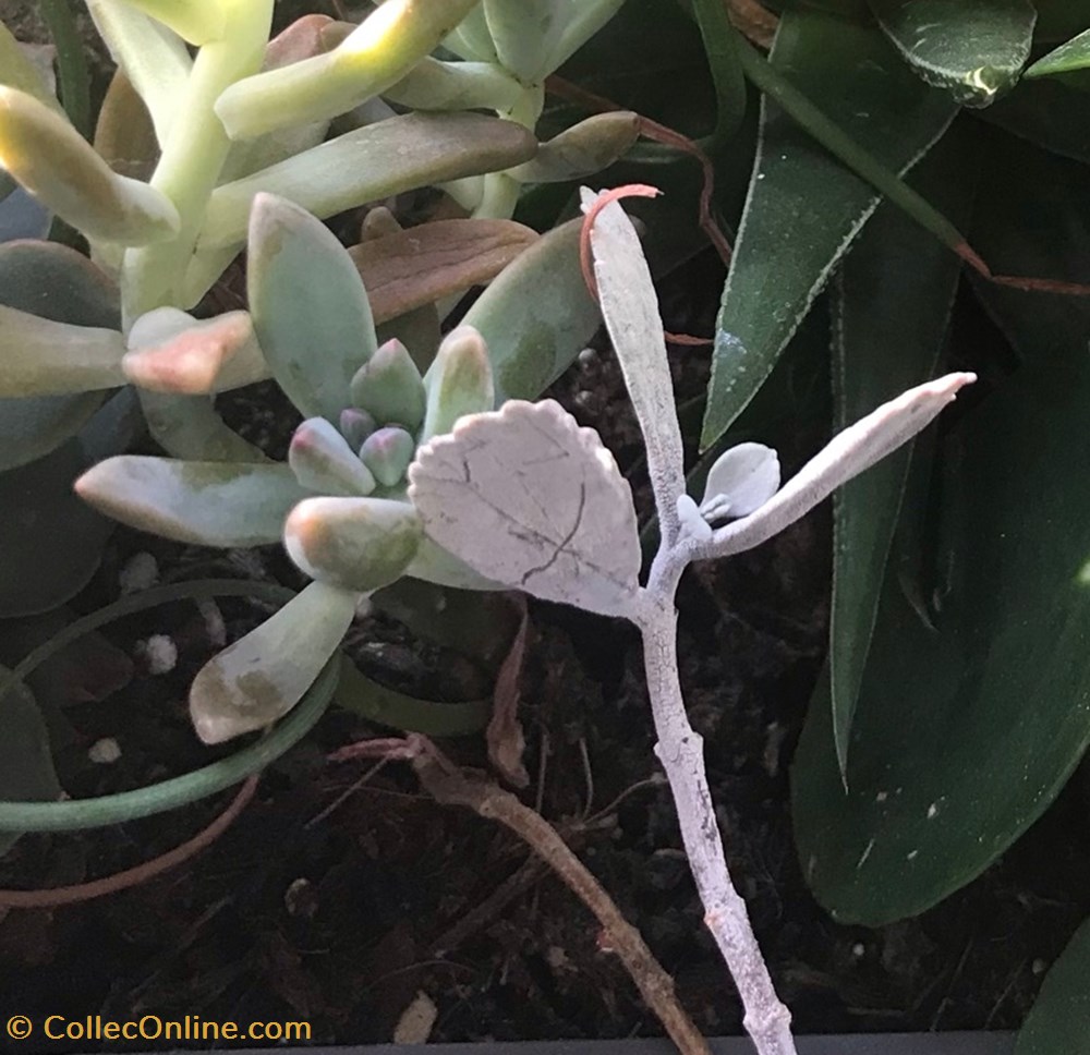Kalanchoe Millotii monde du vivant plantes cactus et succulentes kalanchoe millotii