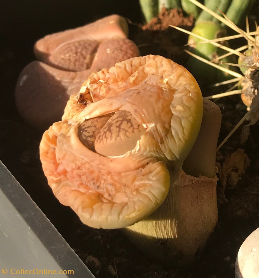 Lithops hookeri monde du vivant plantes cactus et succulentes lithops hookeri