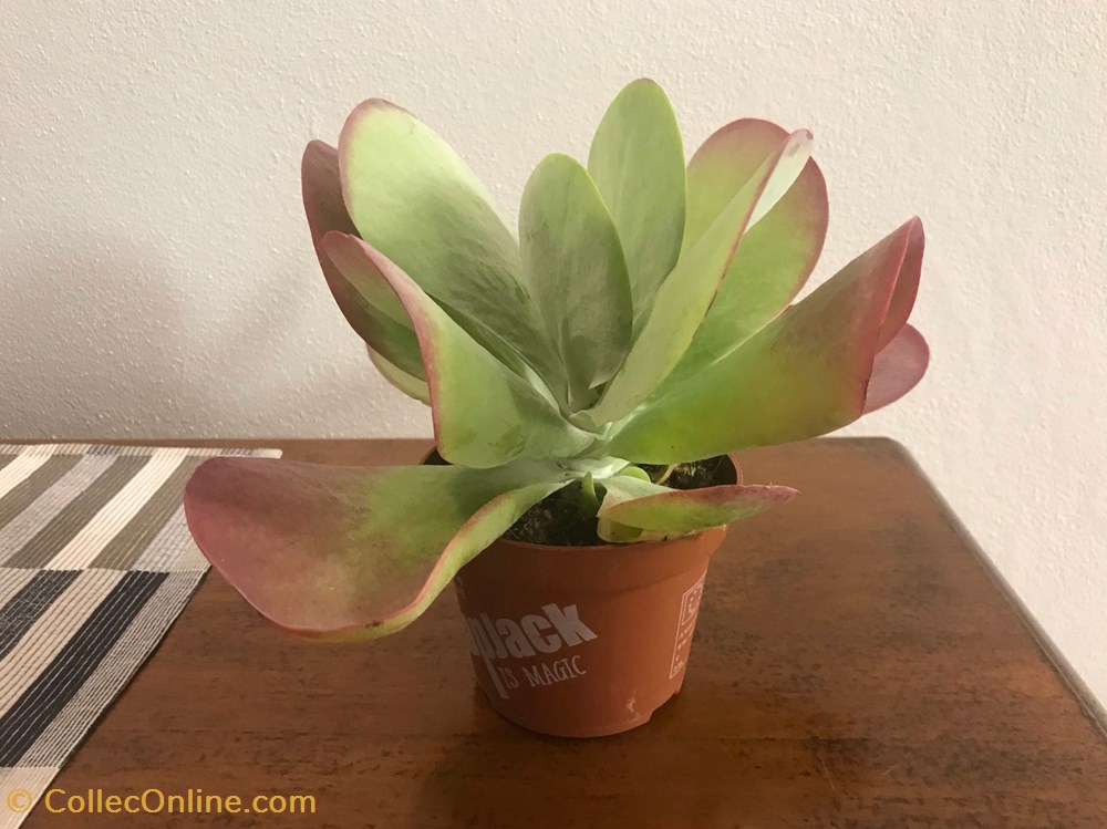 monde du vivant plantes cactus et succulentes kalanchoe thyrsiflora