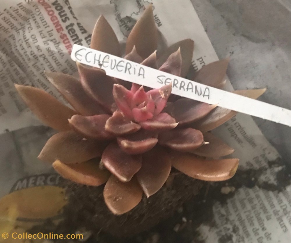 Echeveria serrana monde du vivant plantes cactus et succulentes echeveria serrana