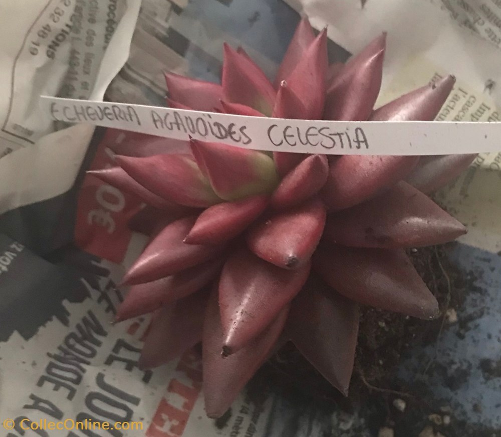 monde du vivant plantes cactus et succulentes echeveria agavoides cv celestia