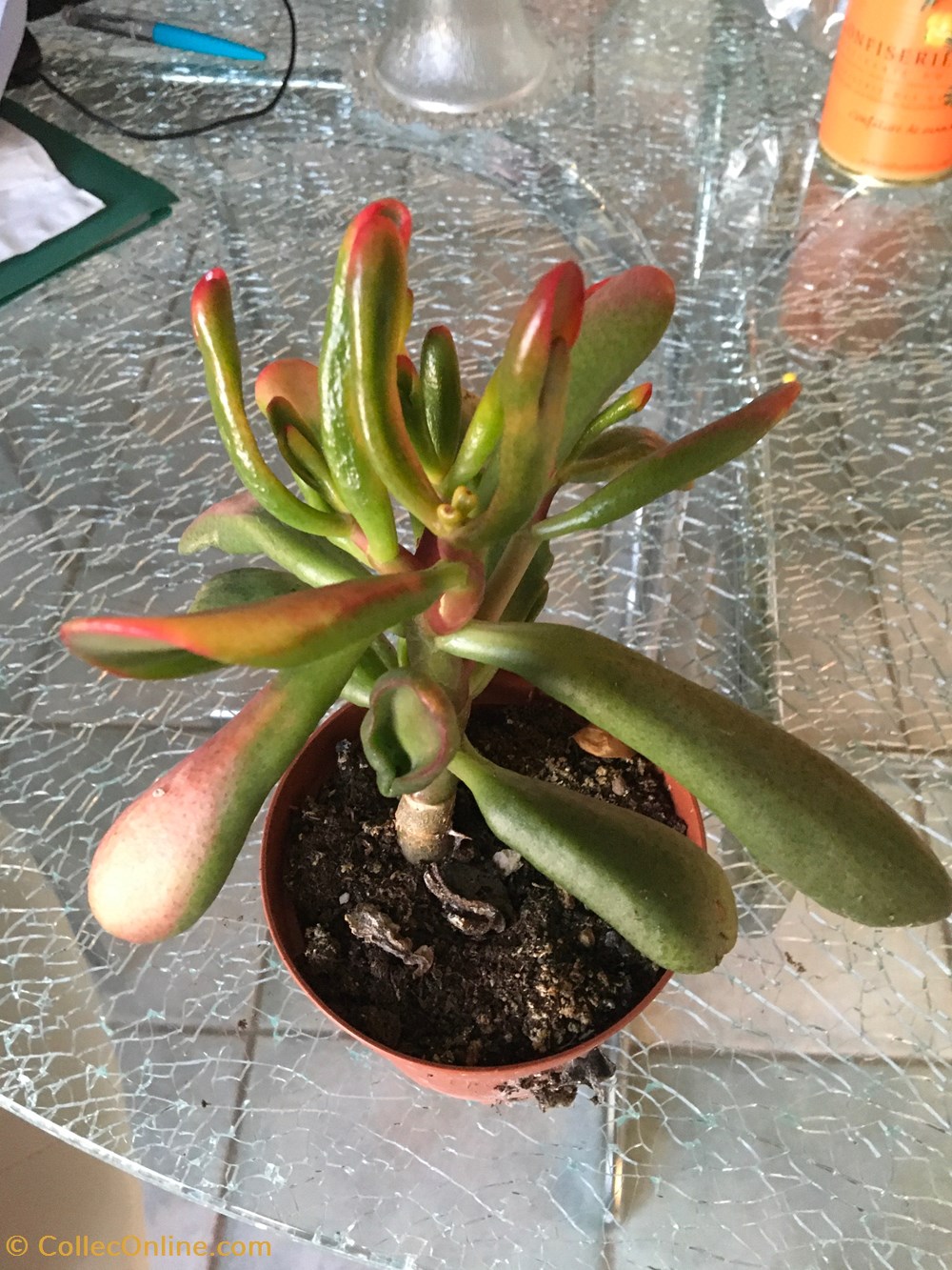 monde du vivant plantes cactus et succulentes crassula ovata gollum