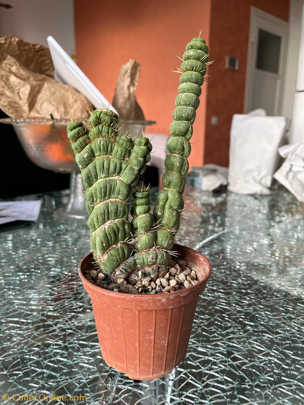 monde du vivant plantes cactus et succulentes eulychnia castanea spiralis cristata
