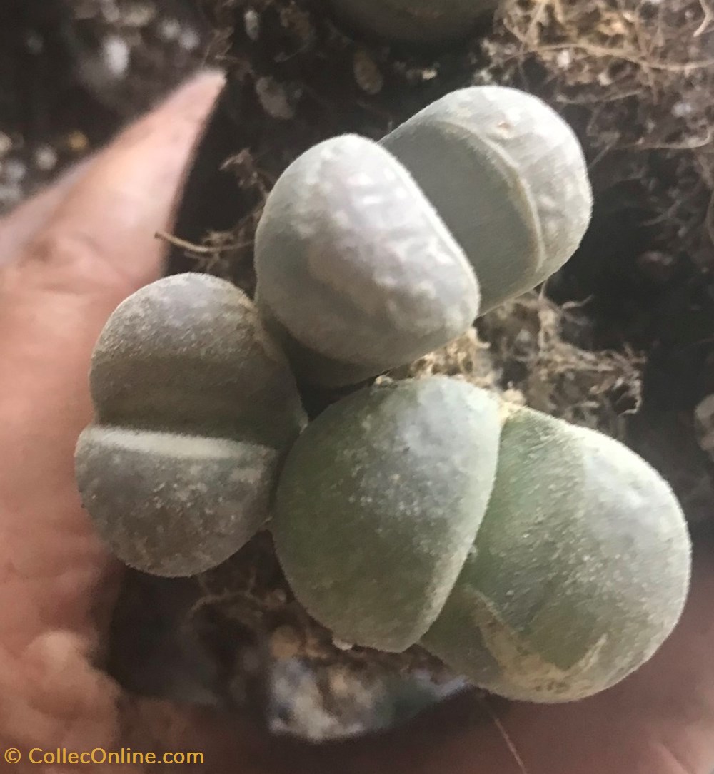 monde du vivant plantes cactus et succulentes lithops marmorata