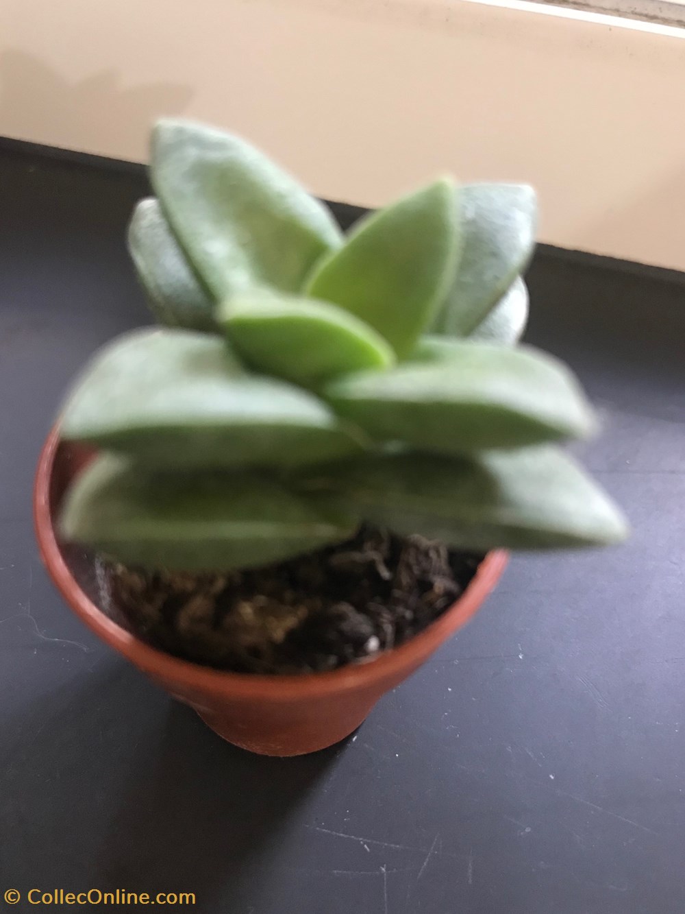 Crassula lactea monde du vivant plantes cactus et succulentes crassula lactea