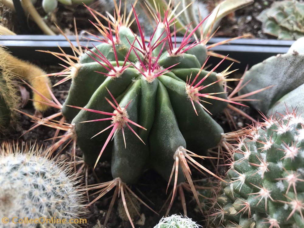 monde du vivant plantes cactus et succulentes parodia roseoluteus