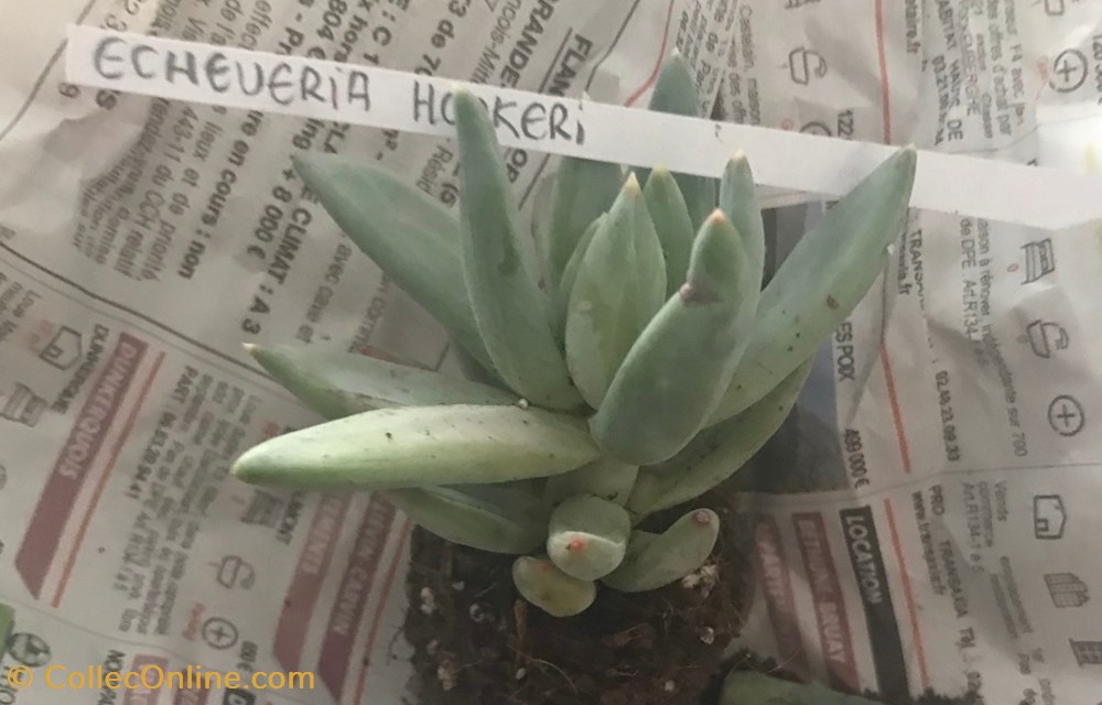 monde du vivant plantes cactus et succulentes echeveria hookerii ou pachyphytum hookeri