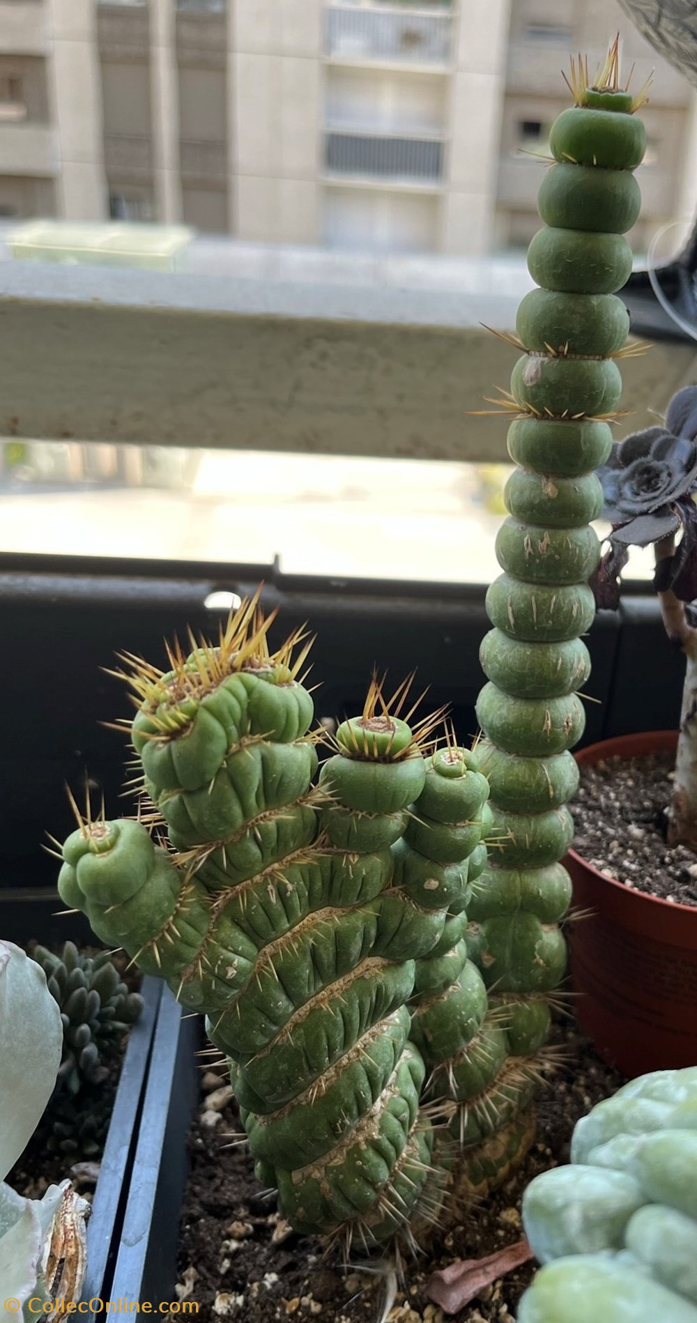 monde du vivant plantes cactus et succulentes eulychnia castanea spiralis cristata