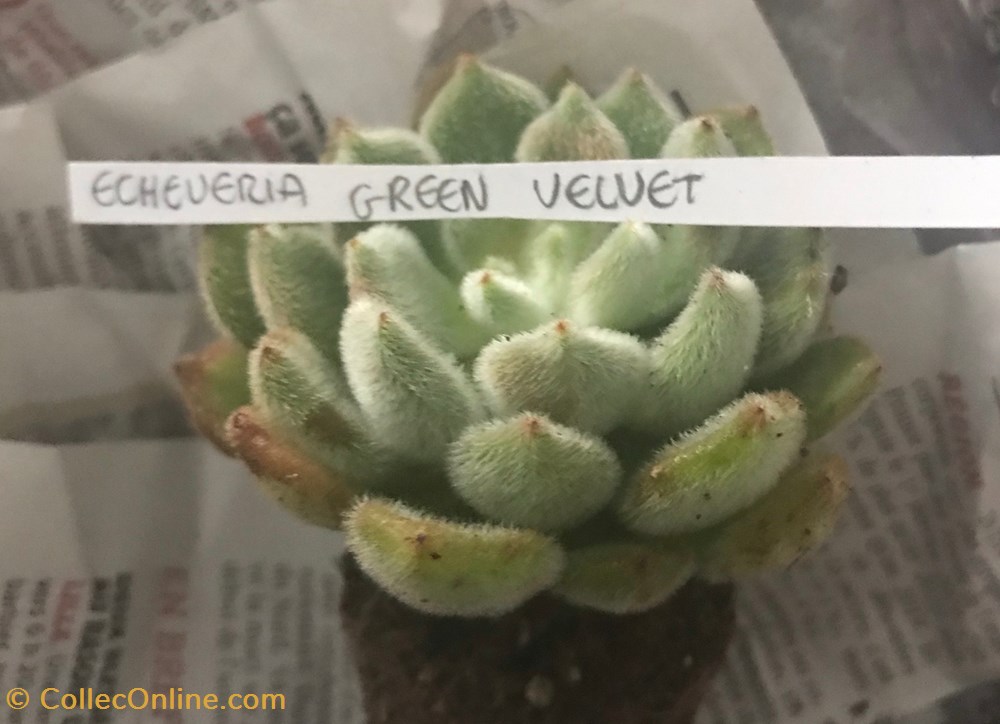 monde du vivant plantes cactus succulentes echeveria green velvet