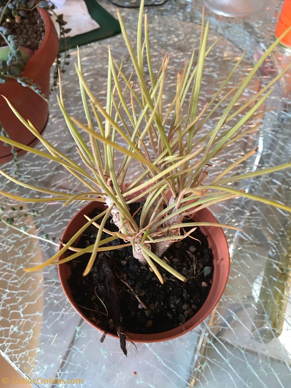Asphodelus fistulosus - Asphodèle fistuleux monde du vivant plantes cactus et succulentes asphodelus fistulosus asphodele fistuleux