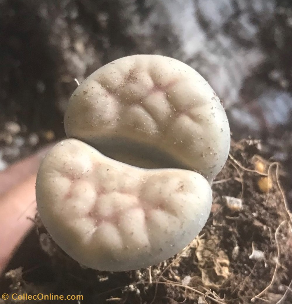 Lithops karasmontana monde du vivant plantes cactus et succulentes lithops karasmontana
