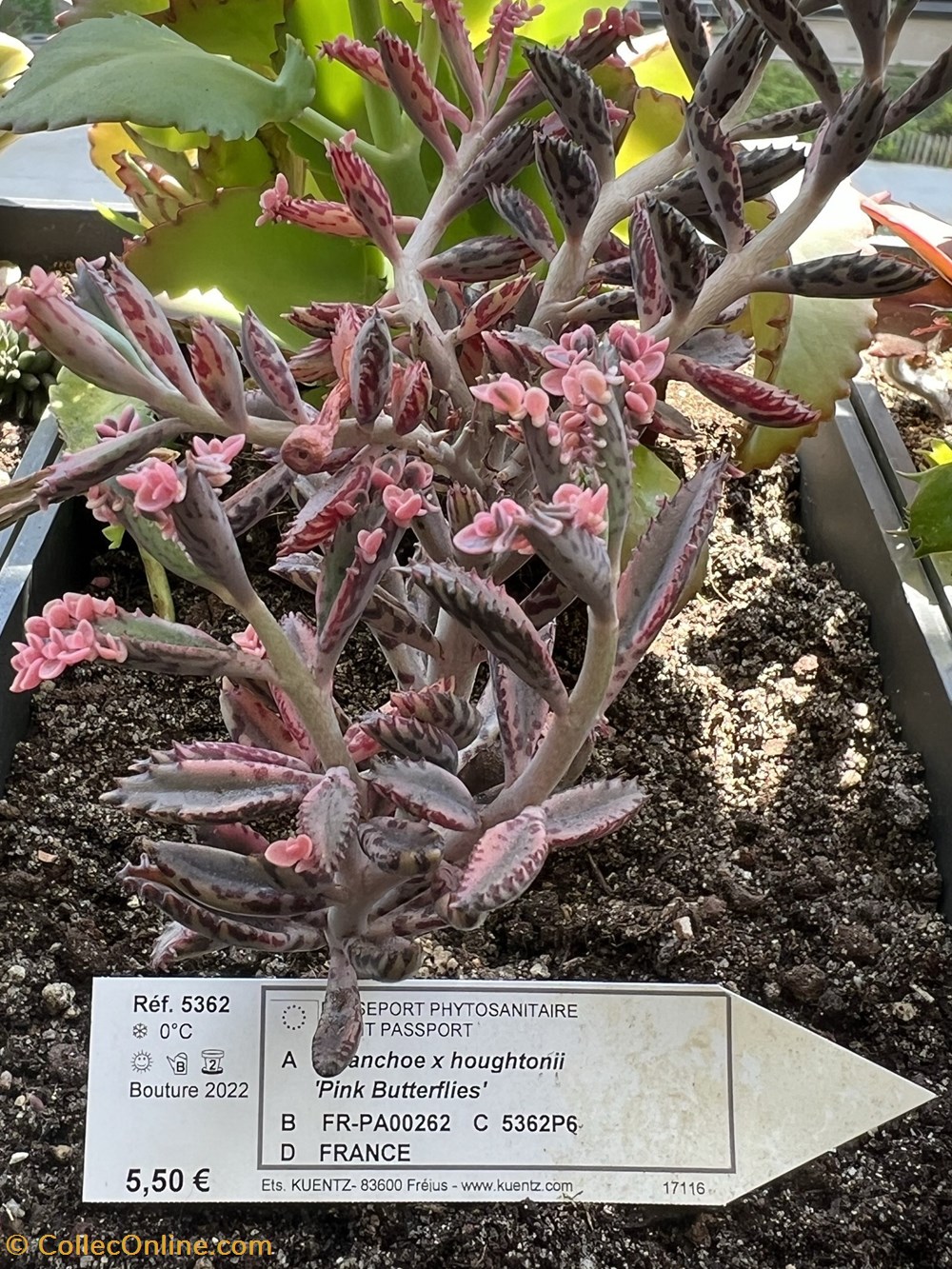 Kalanchoe x houghtonii 'Pink Butterflies' monde du vivant plantes cactus et succulentes kalanchoe x houghtonii pink butterflies