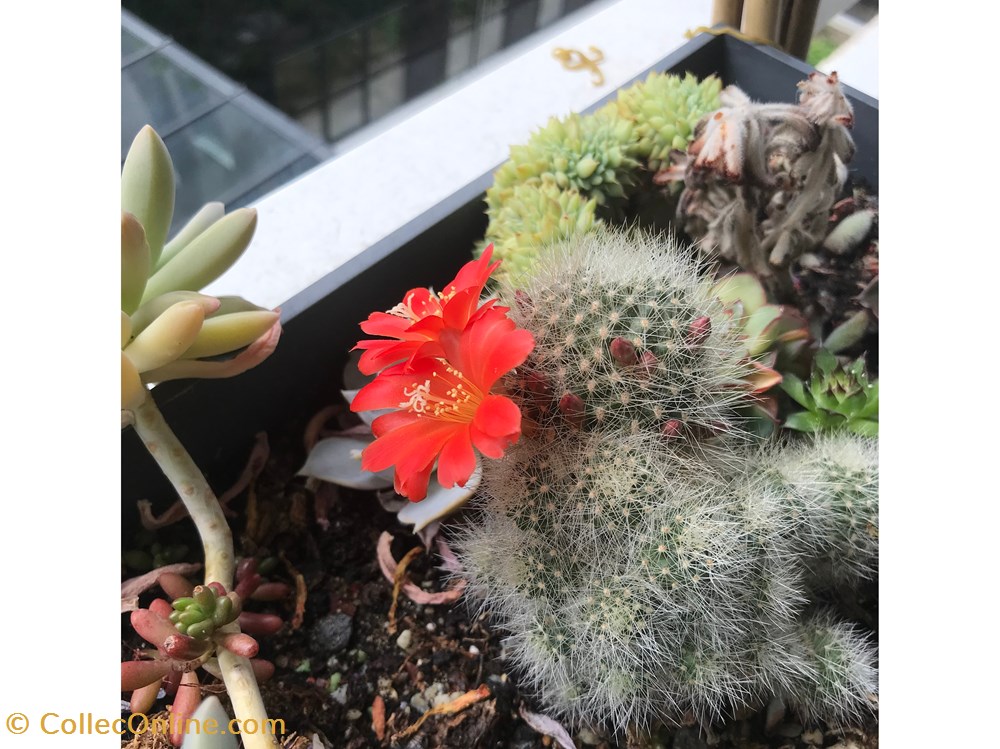 Mammillaria hahniana monde du vivant plantes cactus et succulentes mammillaria hahniana
