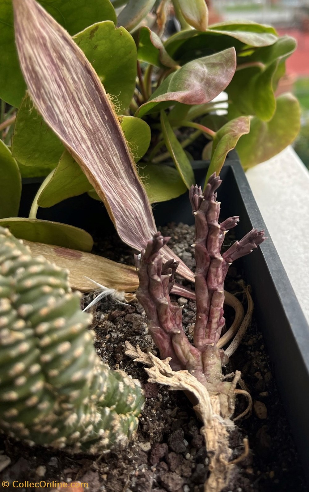 Orbea variegata monde du vivant plantes cactus et succulentes orbea variegata