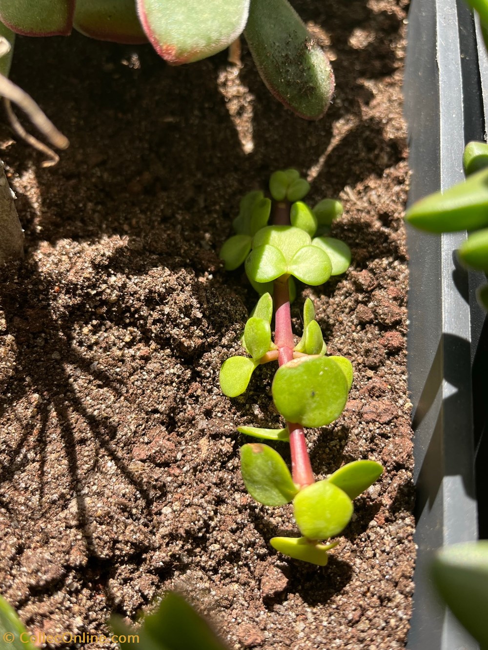 Portulacaria afra monde du vivant plantes cactus et succulentes portulacaria afra