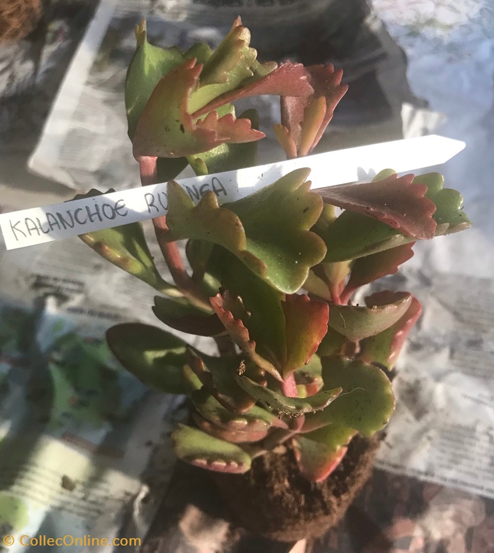 Kalanchoe sexangularis ou Kalanchoe rubinea monde du vivant plantes cactus et succulentes kalanchoe sexangularis ou kalanchoe rubinea