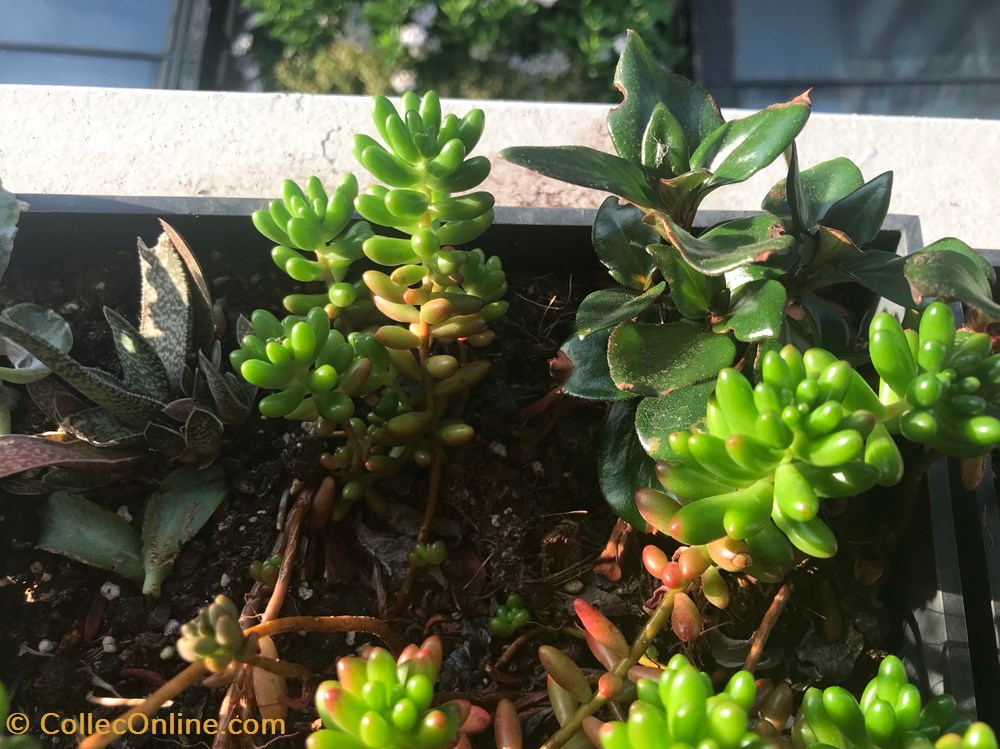 monde vivant plantes cactus et succulentes sedum rubrotinctum