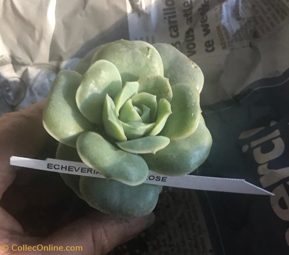 monde du vivant plantes cactus et succulentes echeveria lovely rose