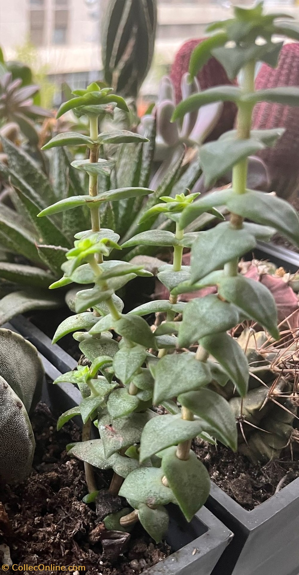 Crassula perforata variegata monde du vivant plantes cactus et succulentes crassula perforata variegata