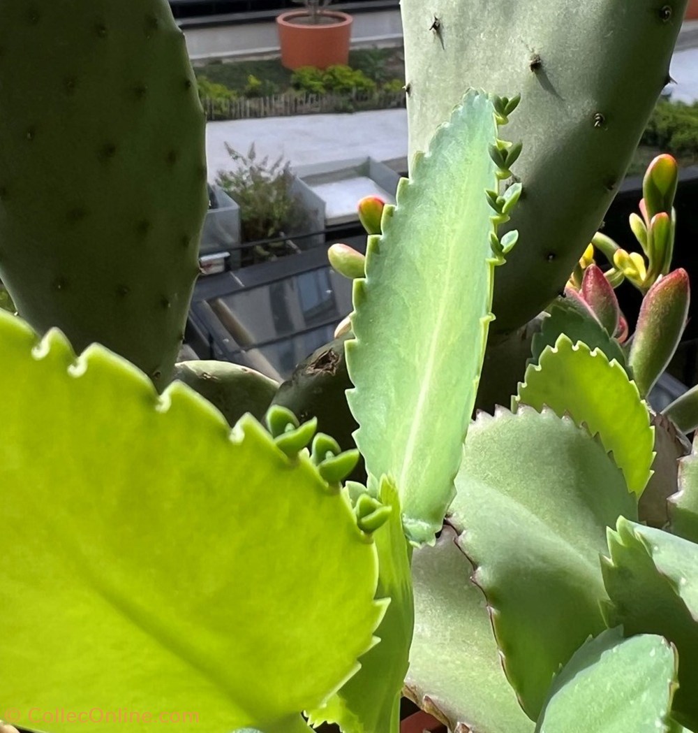 Kalanchoe laetivirens monde du vivant plantes cactus succulentes kalanchoe laetivirens