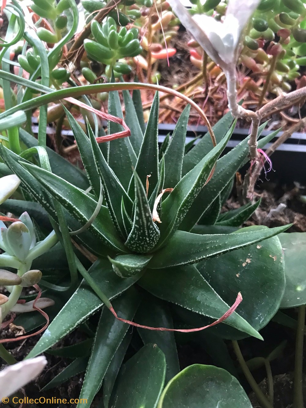 monde du vivant plantes cactus et succulentes haworthia herbacea